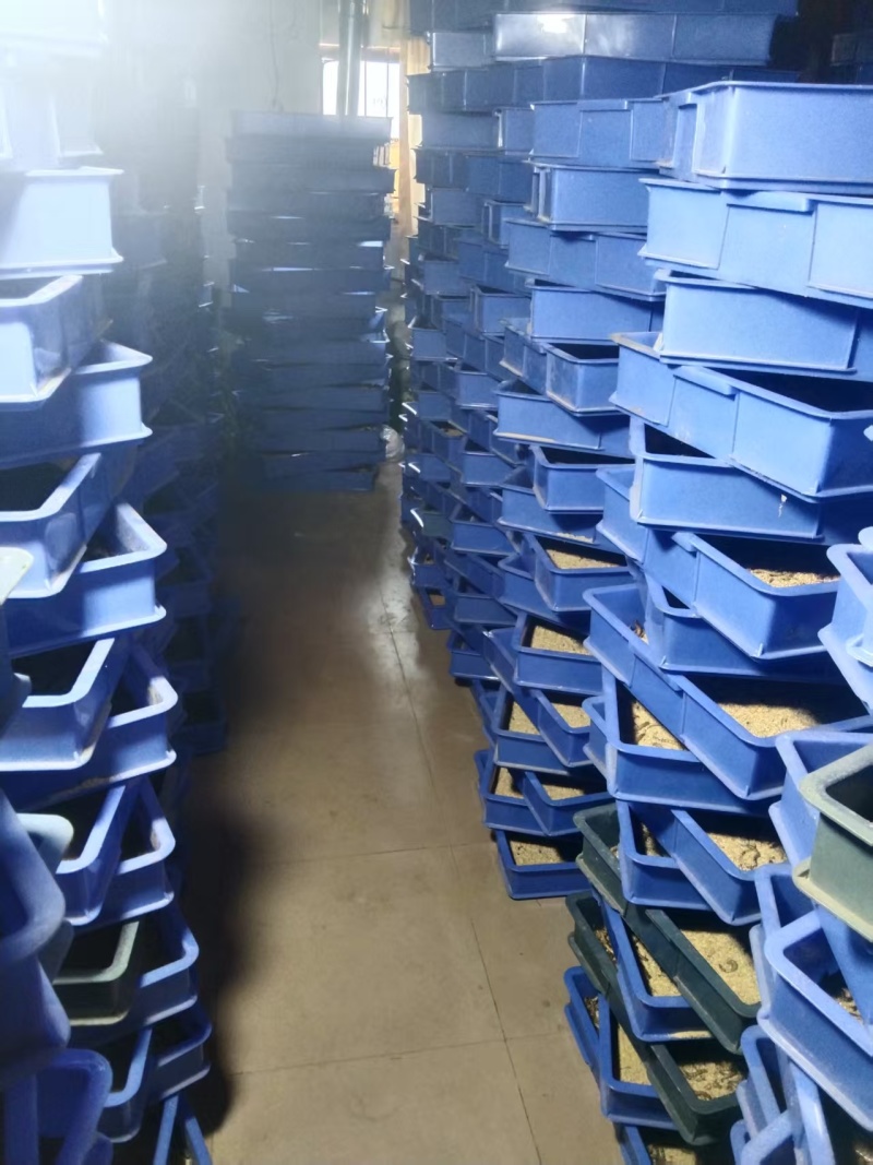 蛋白虫自产自销大量有货量大从优价格运费可聊欢迎咨询
