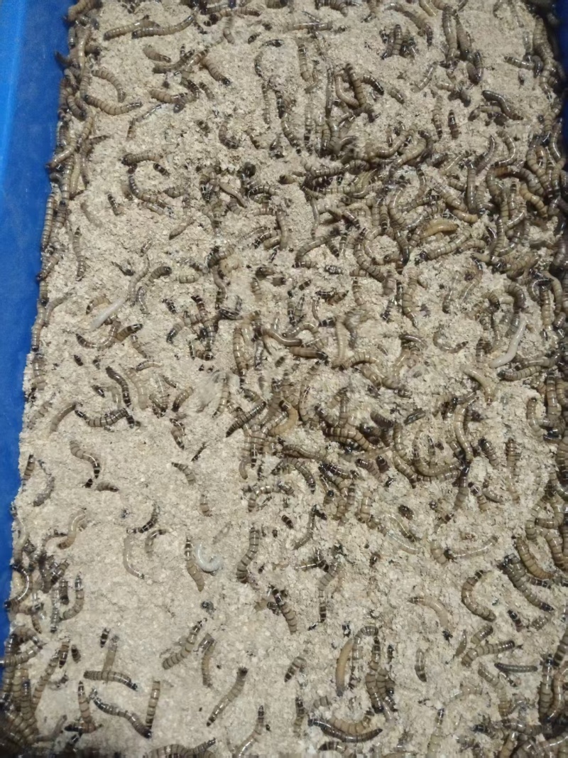 蛋白虫自产自销大量有货量大从优价格运费可聊欢迎咨询