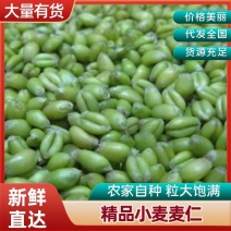 青麦仁青麦粒新货厂家直供全国发货欢迎来电咨询