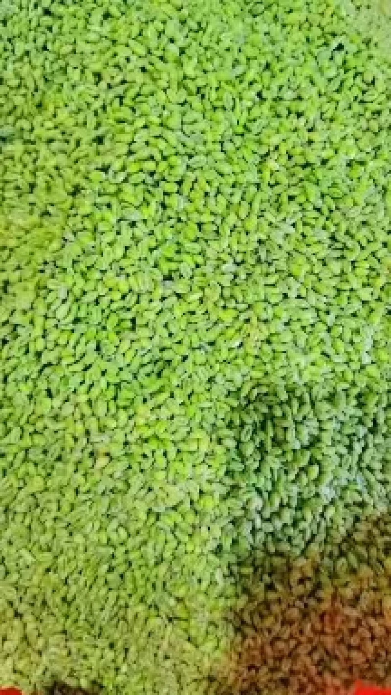 青麦仁厂家直供大量批发量大从优欢迎洽谈合作