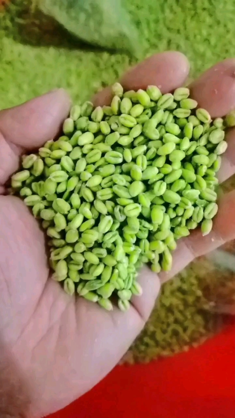 青麦仁厂家直供大量批发量大从优欢迎洽谈合作