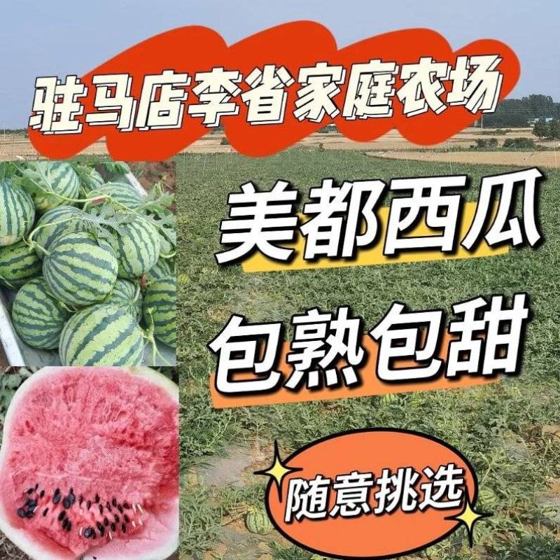 《可随意挑选》露天美都西瓜/5斤打底九成熟/农户自产自销