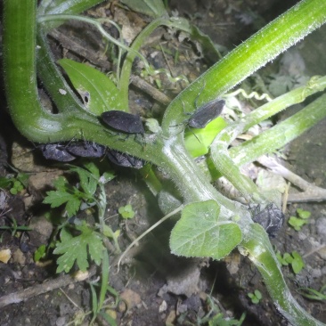 九香虫活虫