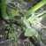九香虫活虫