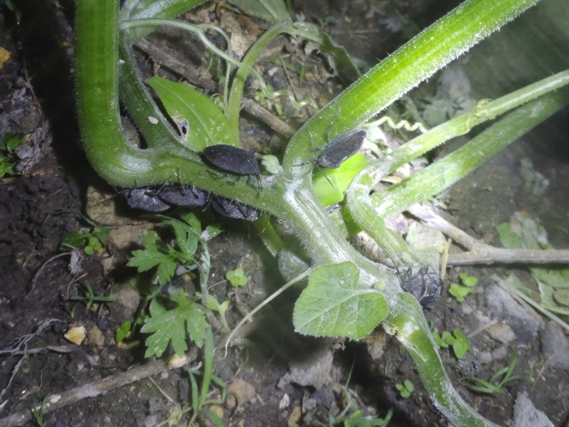 九香虫活虫