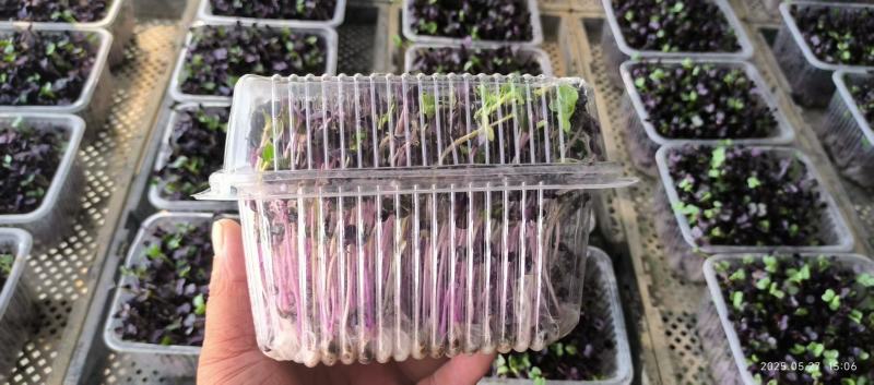 精品水培盒种萝卜苗，和对接各大商超，供应链，