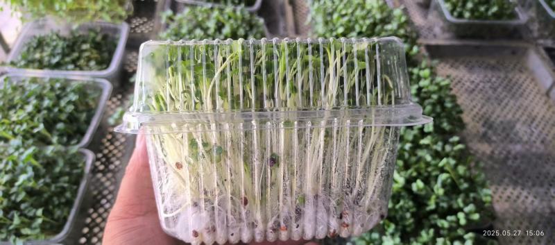 精品水培盒种萝卜苗，和对接各大商超，供应链，