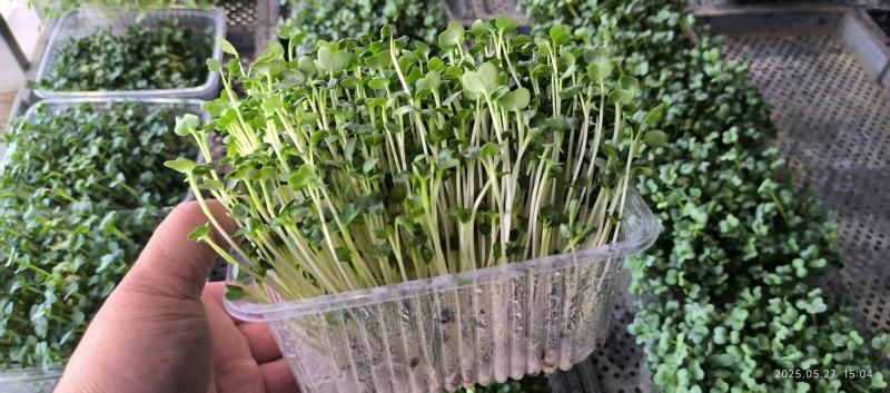 精品水培盒种萝卜苗，和对接各大商超，供应链，