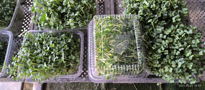 精品水培盒种萝卜苗，和对接各大商超，供应链，