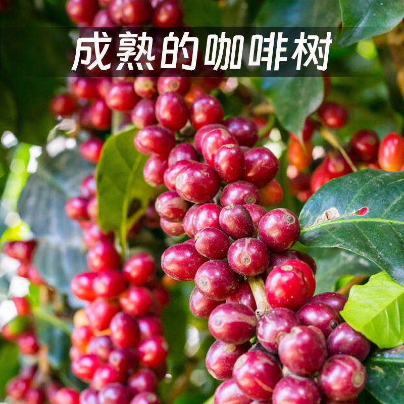 云南保山潞江坝赧亢卡蒂姆啡生豆。