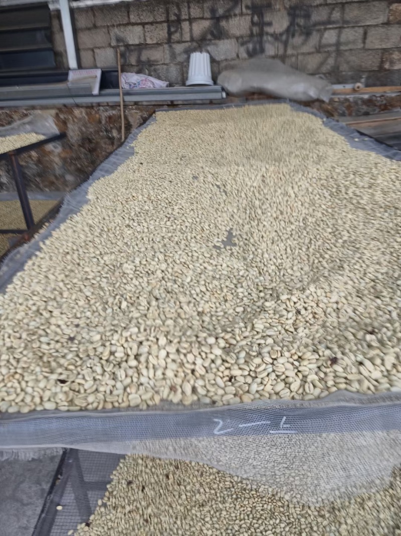 云南保山潞江坝赧亢卡蒂姆啡生豆。