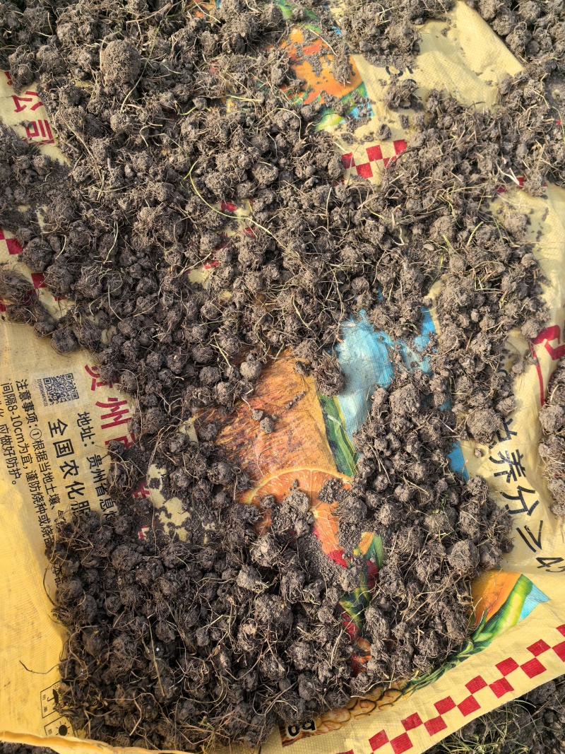 猫爪草