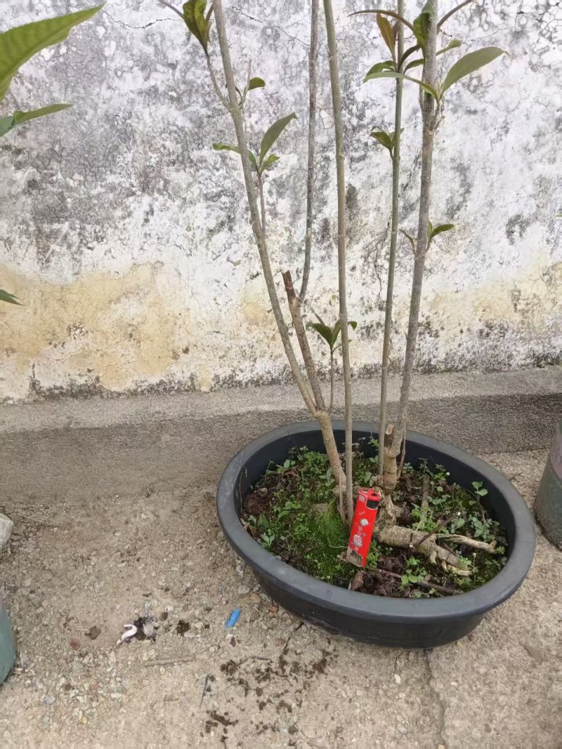 紫珠，水杨梅腾地处理