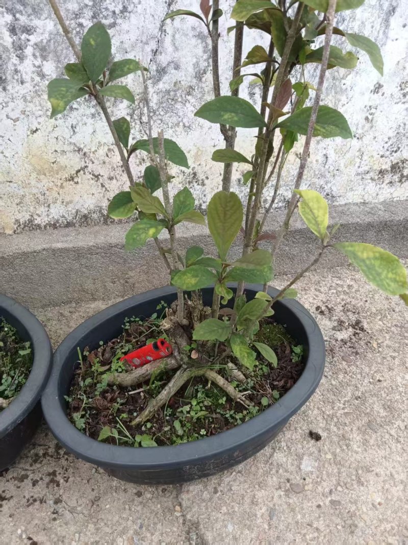 紫珠，水杨梅腾地处理