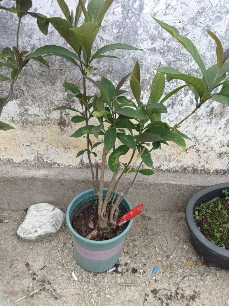紫珠，水杨梅腾地处理