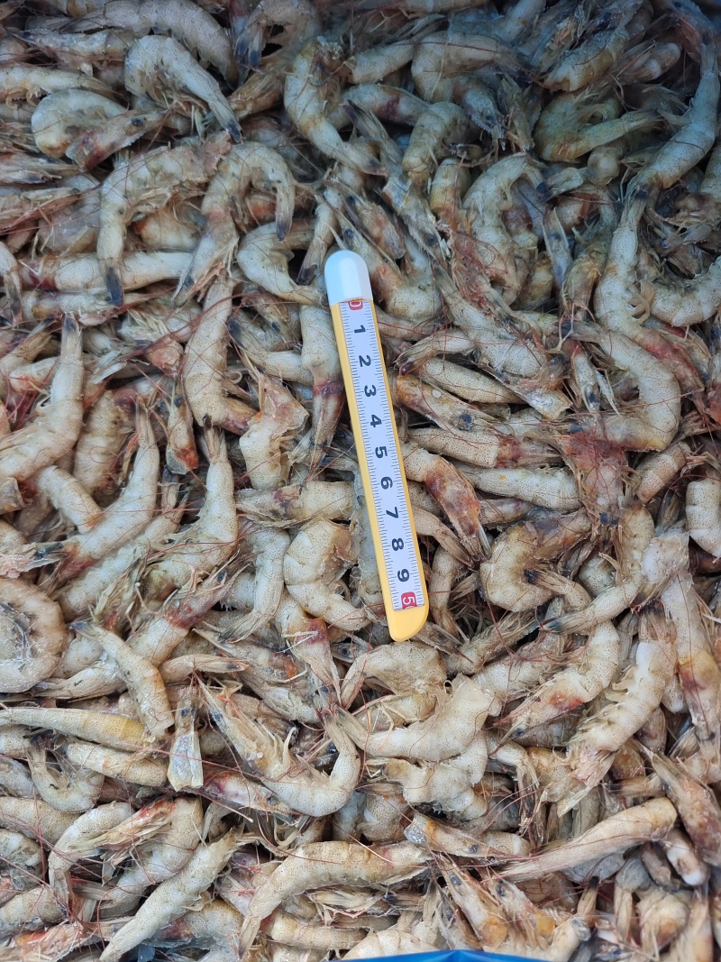威海石岛白银虾原料板野生白银虾仁原料24斤板