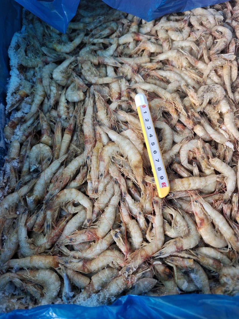 威海石岛白银虾原料板野生白银虾仁原料24斤板