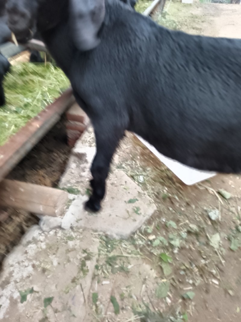 努比杂交小公羊