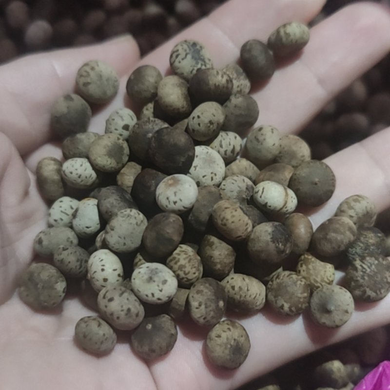 刨花润楠种子刨花楠种子
