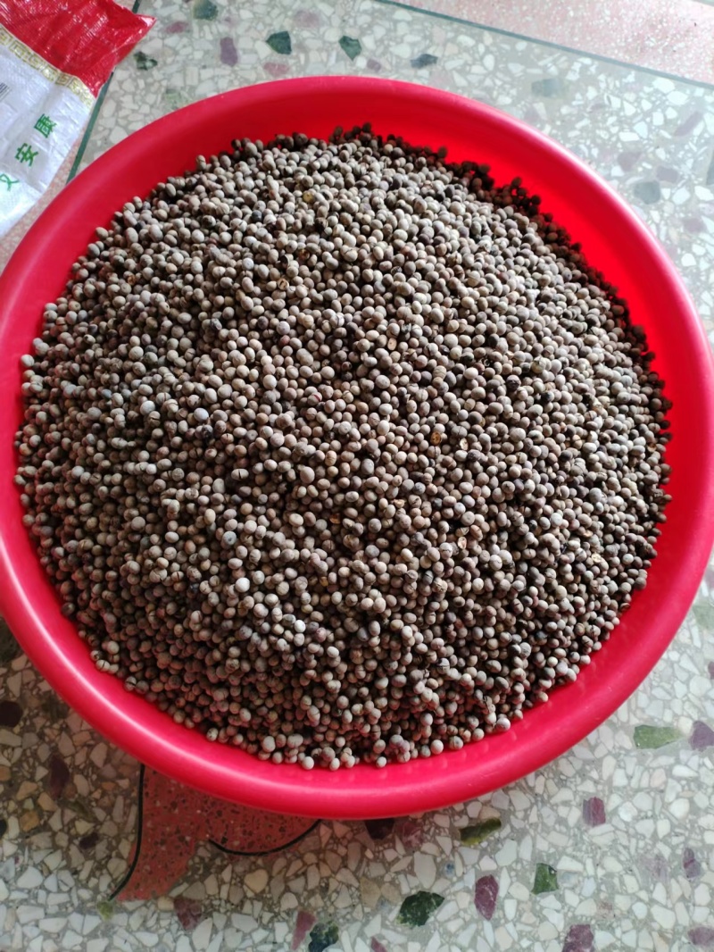 刨花润楠种子刨花楠种子