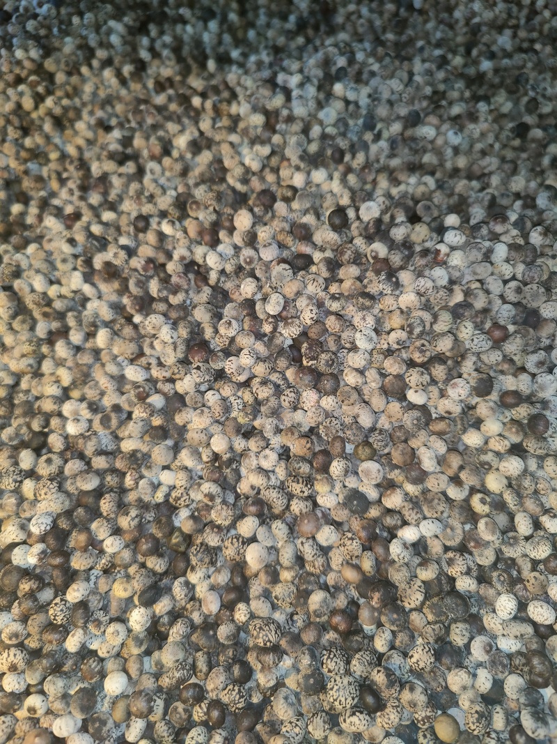 刨花润楠种子刨花楠种子