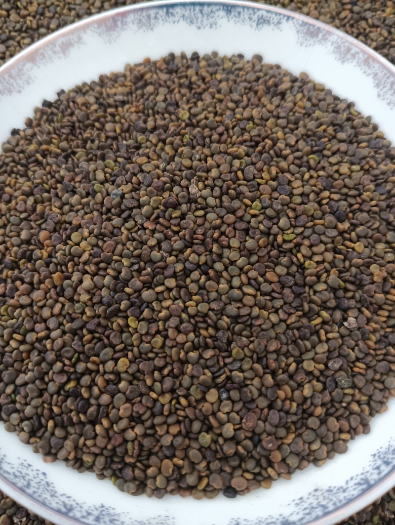 沙苑子实物实拍现货供应批发各种中药材量大优惠
