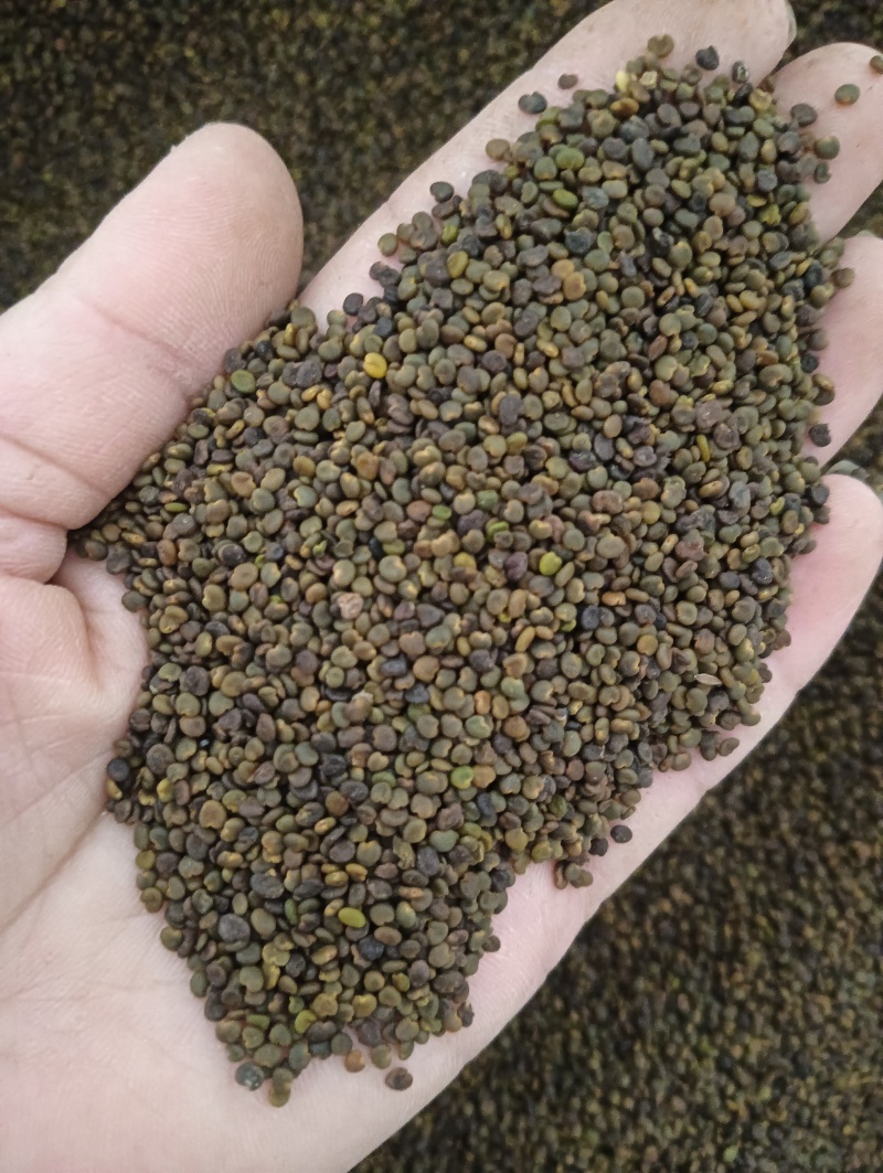 沙苑子实物实拍现货供应批发各种中药材量大优惠