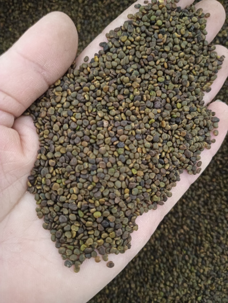 沙苑子实物实拍现货供应批发各种中药材量大优惠