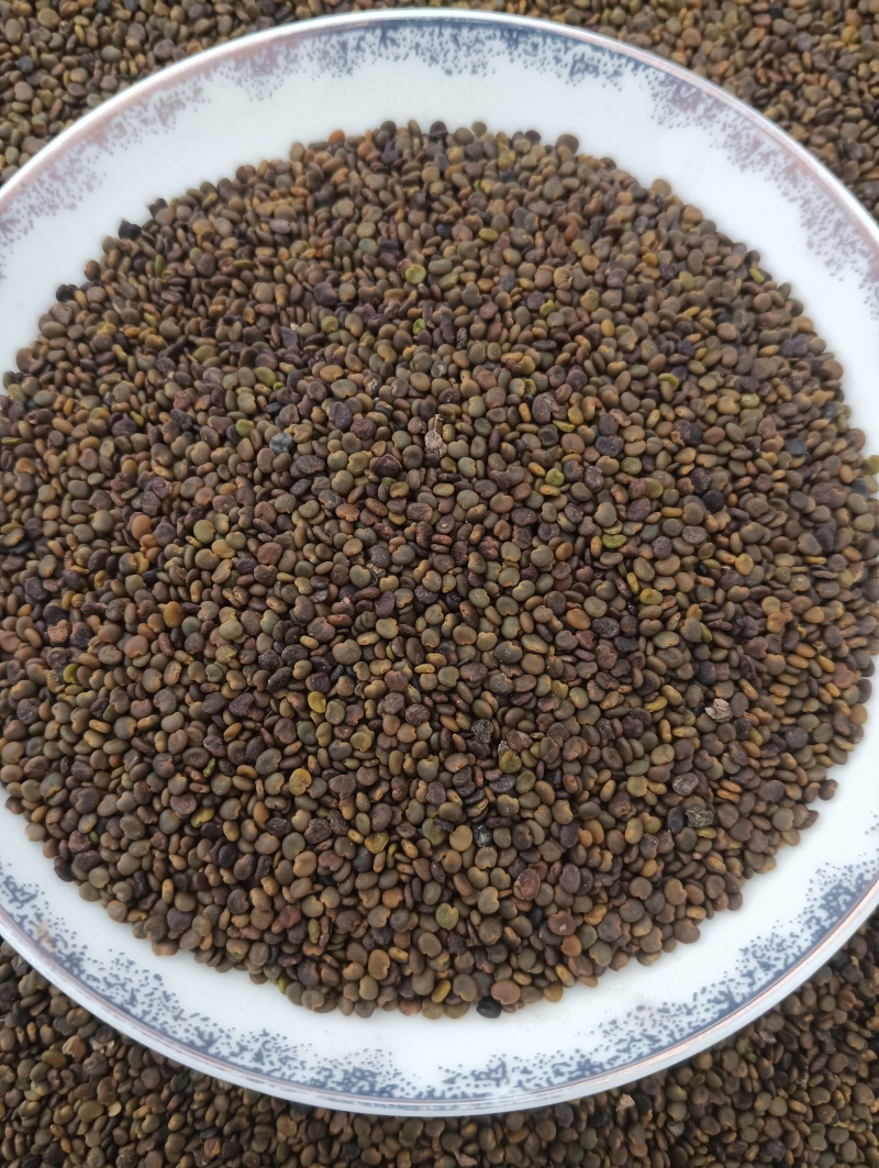 沙苑子实物实拍现货供应批发各种中药材量大优惠