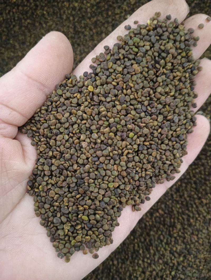 沙苑子实物实拍现货供应批发各种中药材量大优惠