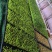 精品水培芽苗菜豌豆苗，可供应商超，供应链