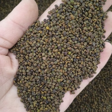 沙苑子实物实拍现货供应批发各种中药材量大优惠