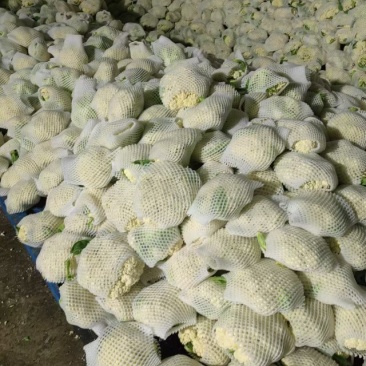 精品甘肃兰州松花菜产地直供大量有货欢迎来人来电洽谈