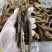 野生黑灵芝片不苦薄树芝切片煲汤煮水均可全国供应