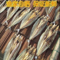 山东鲅鱼干盐干鲅鱼马鲛鱼淡干鲅鱼鲅鱼五到七成干度卤鲜鲅鱼