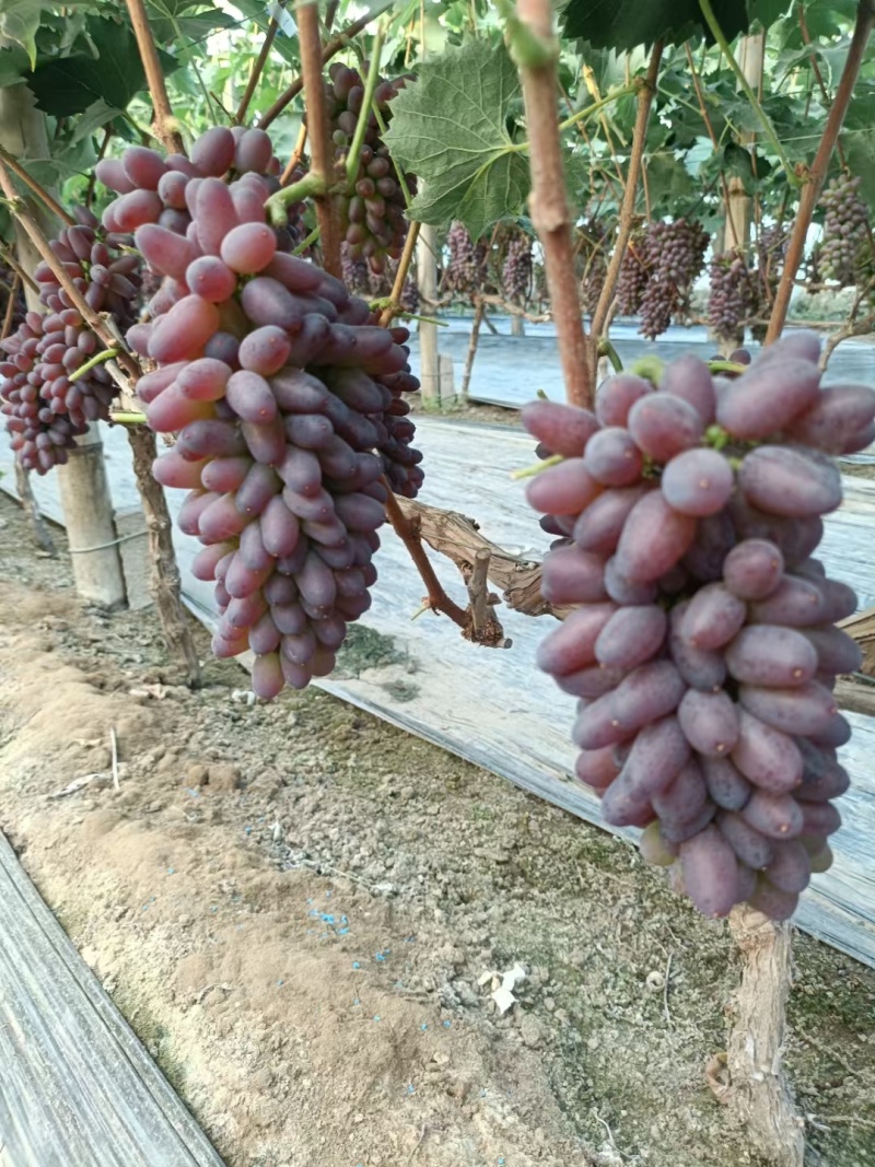 葡萄，茉莉香葡萄，饶阳茉莉香，饶阳茉莉香葡萄已大量上市