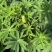 鲁冰花种子草本羽扇豆四季花籽易活室外花种子耐寒