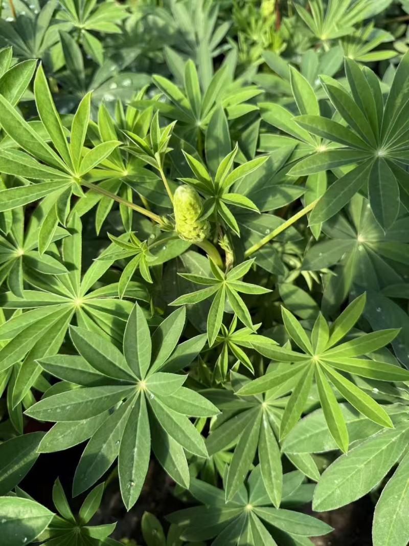 鲁冰花种子草本羽扇豆四季花籽易活室外花种子耐寒