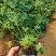鲁冰花种子草本羽扇豆四季花籽易活室外花种子耐寒