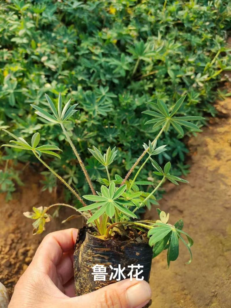 鲁冰花种子草本羽扇豆四季花籽易活室外花种子耐寒