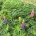 鲁冰花种子草本羽扇豆四季花籽易活室外花种子耐寒