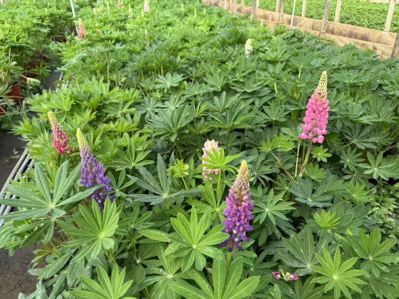 鲁冰花种子草本羽扇豆四季花籽易活室外花种子耐寒