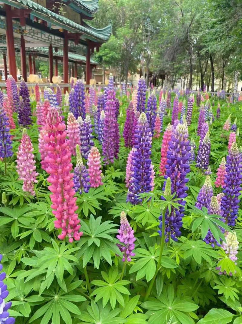 鲁冰花种子草本羽扇豆四季花籽易活室外花种子耐寒