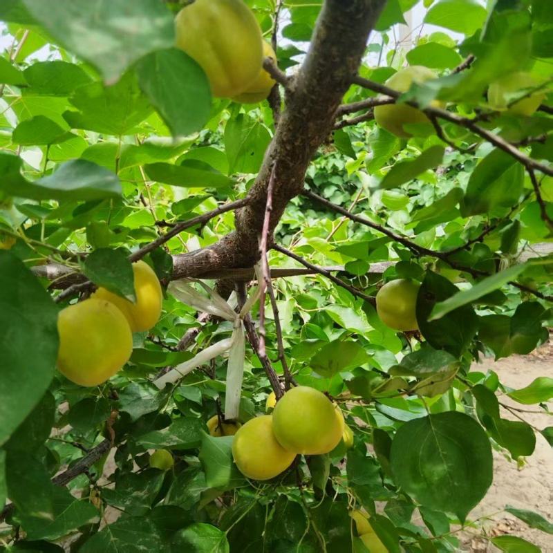 荷兰香蜜杏