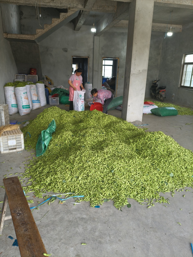 安徽新鲜大毛豆颜色靓丽颗粒饱满全国接单承接餐饮加工批发