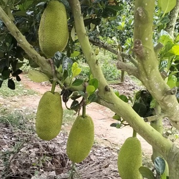 ***********菠萝蜜6号