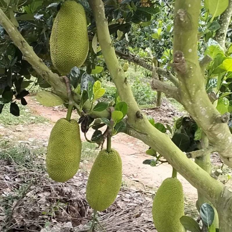 ***********菠萝蜜6号