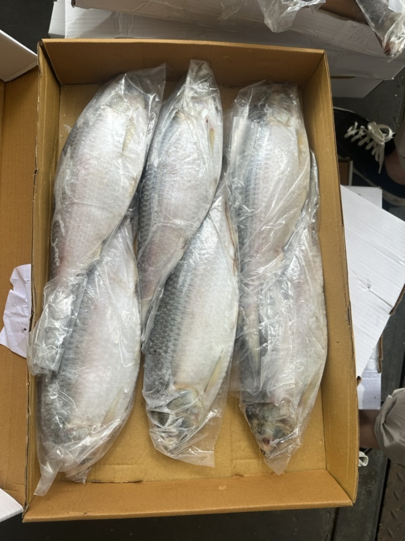 时鱼石鱼鲥鱼700/1000