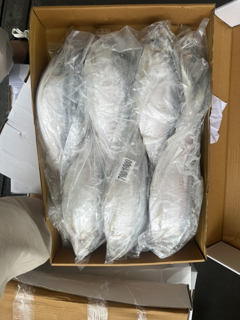时鱼石鱼鲥鱼700/1000