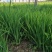 黄菖蒲种子新采花卉种子水生黄菖蒲种子水陆植物耐涝